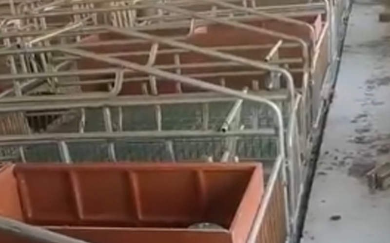 母猪产床-猪也能睡个好觉了